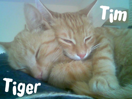 Tiger und Tim hp01
