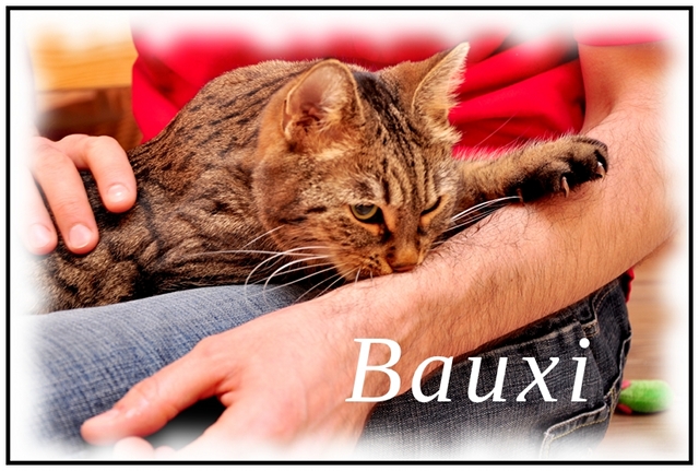 bauxi-03-640