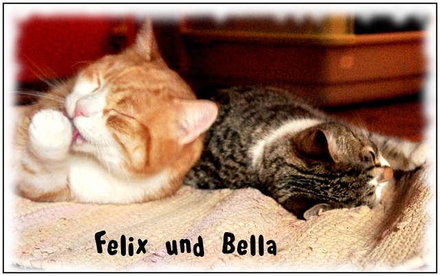 felix-bella03-640