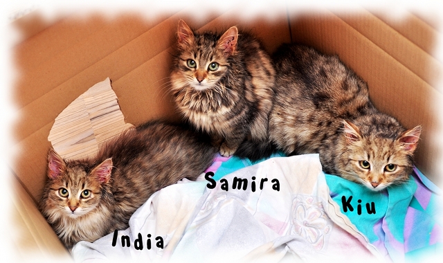 india-samira-kiu01-640