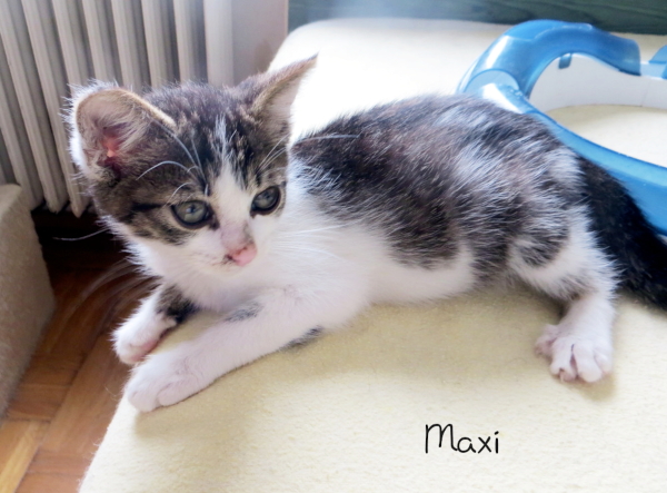 Maxi