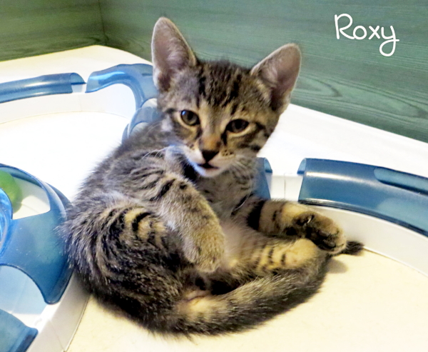 Roxy