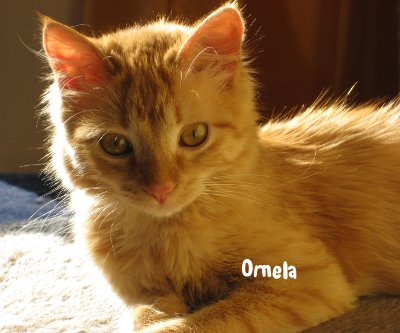 Ornela hp01